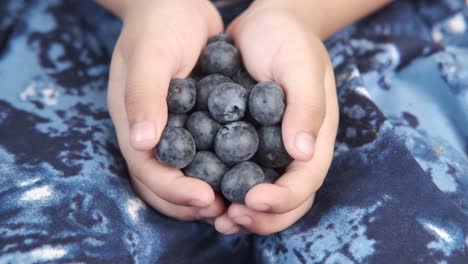 child's hands holding blueberries