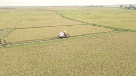 aerial drone shot of paddy rice farm harvest combine harvester sri lanka