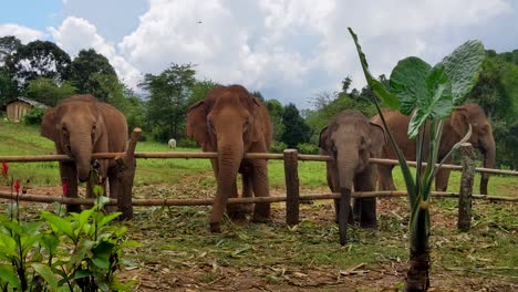 Four-Asian-elephants-eating-in-front-of-a-fence