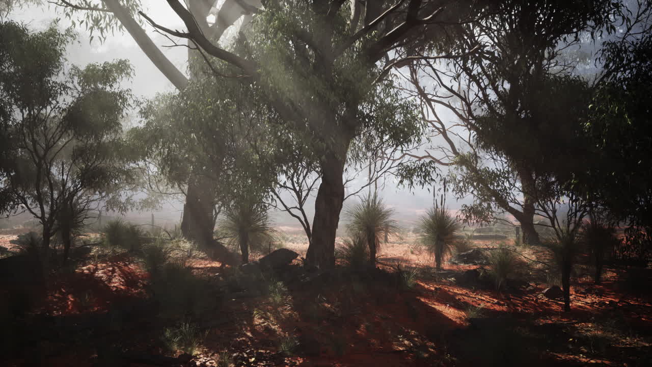 rayos de sol a través de los árboles en un bosque australiano brumoso