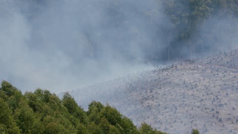 el humo del fuego sobre la sabana