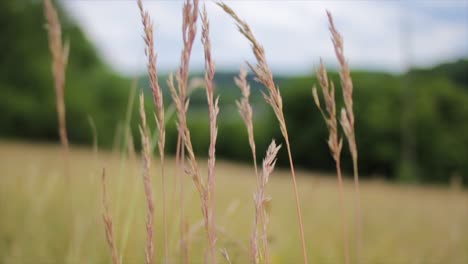 Nahaufnahme-In-Zeitlupe-Von-Weizen,-Der-Sich-Durch-Den-Wind-In-Einem-Ruhigen-Feld-Bewegt