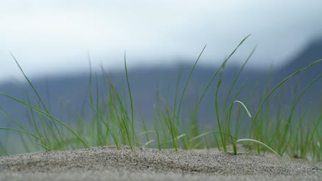 green grass swaying in wind on sand with volcano landscape in background, iceland - close up