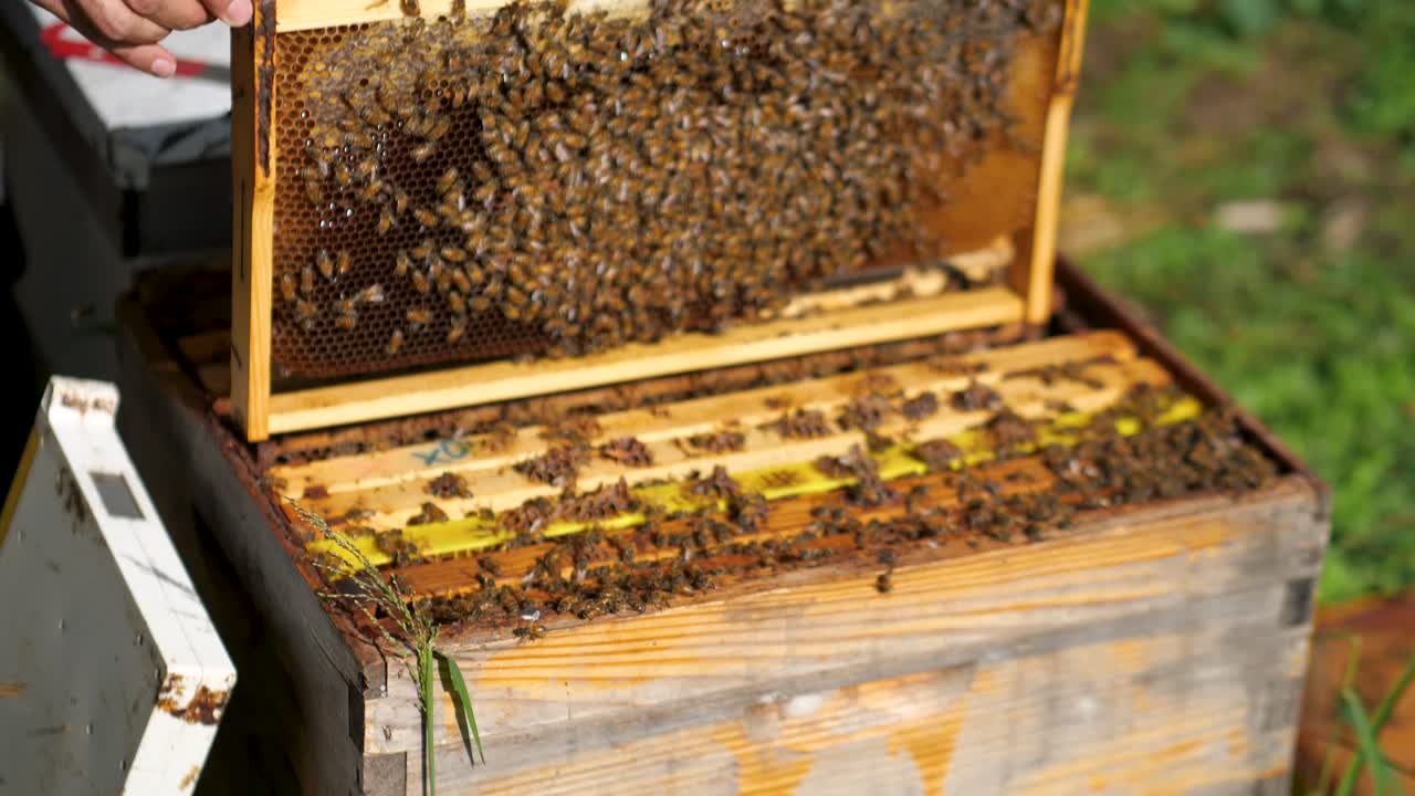 Apicoltore che mette telaini pieni di api in un alveare