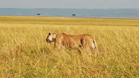 lion walking, lioness prowling and hunting in long tall grass, africa animals on wildlife safari in savanna grasses grassland in masai mara plains landscape scenery in kenya, maasai mara