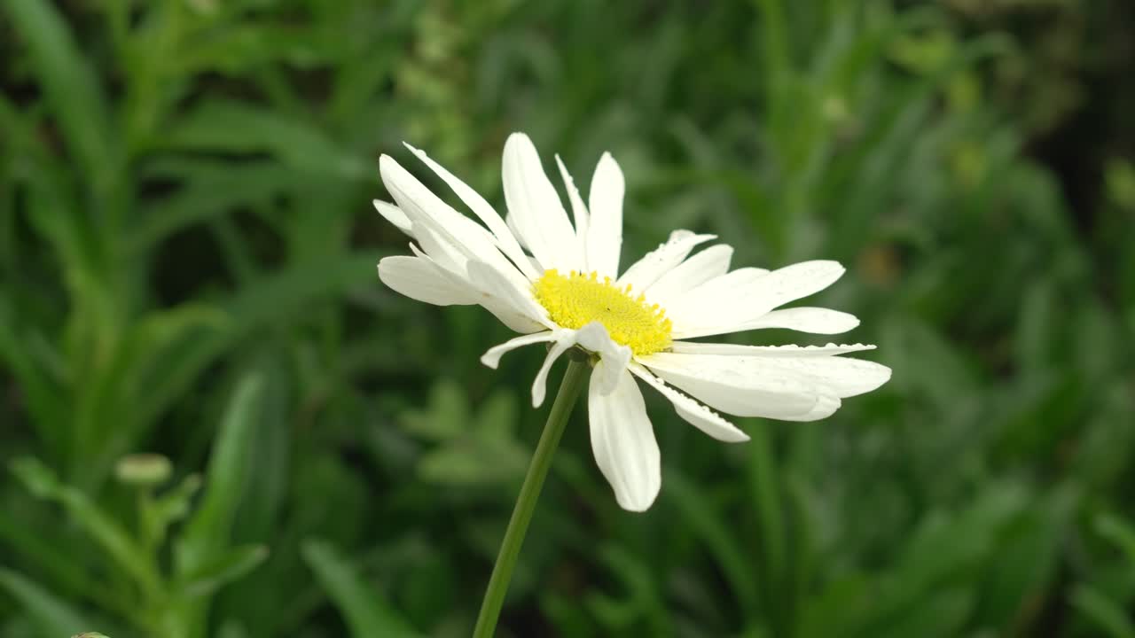 Close-up of beautiful white wild flower with dew on petals in green meadow.
