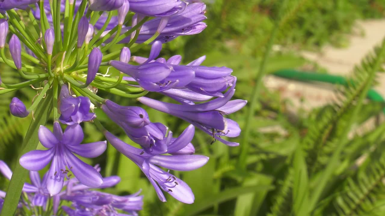 abejorro aterrizando en la flor azul de agapanthus, lirio africano, cámara lenta