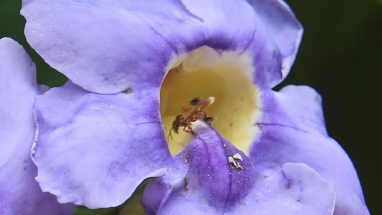 una avispa navegando delicadamente por los intrincados pétalos de una flor exótica