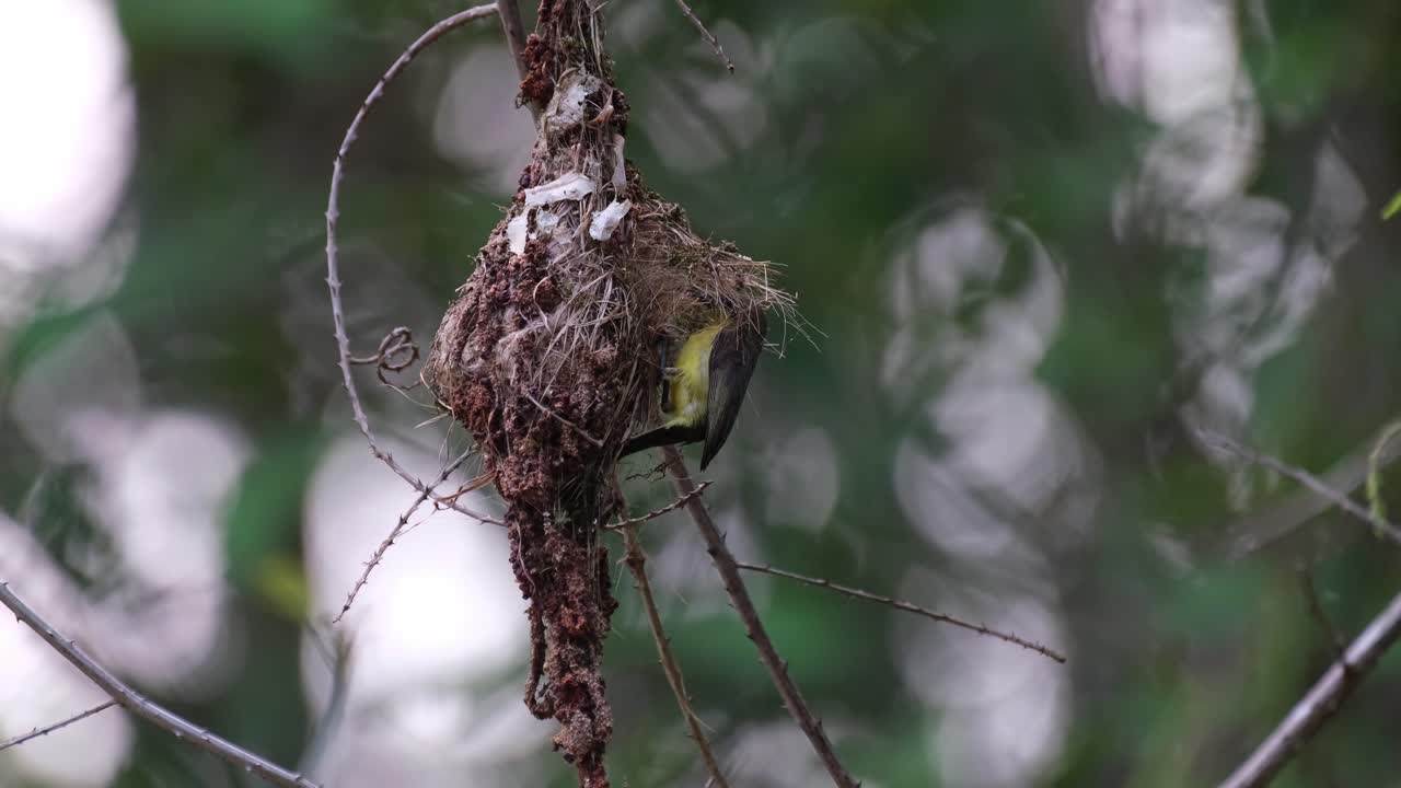 visto volando en su nido durante un día nublado y luego se va volando, pájaro solar de espalda verde oliva cinnyris jugularis, parque nacional kaeng krachan, tailandia