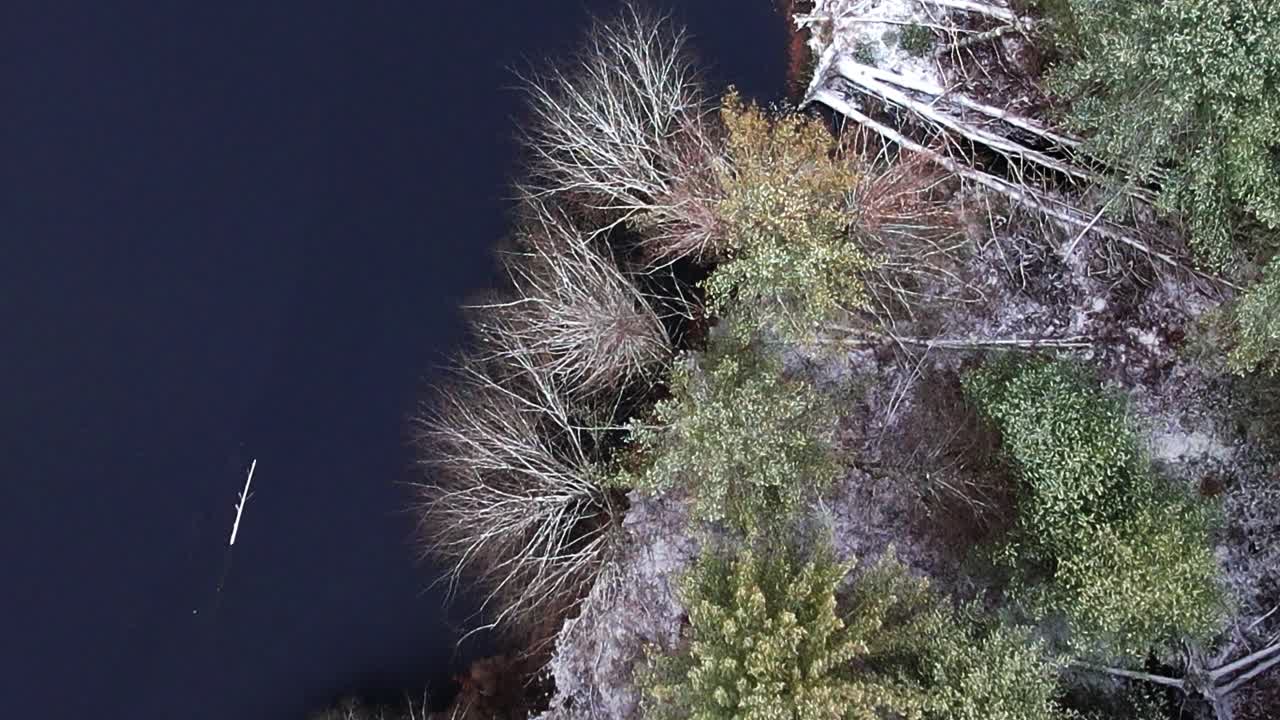 видеосъемка соснового леса и пруда в аппалачских горах с беспилотника с высоты птичьего полета