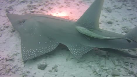 guitar shark swimming at dusk with divers in the maldives