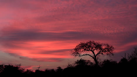 Bunter-Bewölkter-Sonnenunterganghimmel-Mit-Einer-Malerischen-Afrikanischen-Silhouette