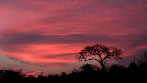 colorido cielo nublado al atardecer con una pintoresca silueta africana