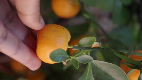 Hand gently touching a small citrus fruit on a branch