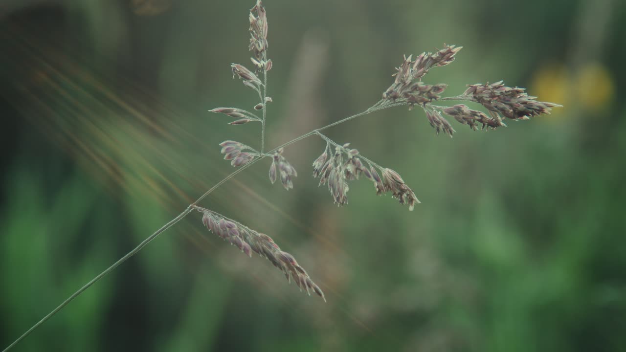 Long grass detail with sun ray, outside in nature