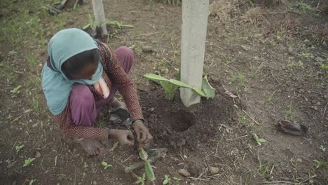 high angle shot of an indian woman farmer planting saplings of dragon fruit in farmland for commercial production in the month of july