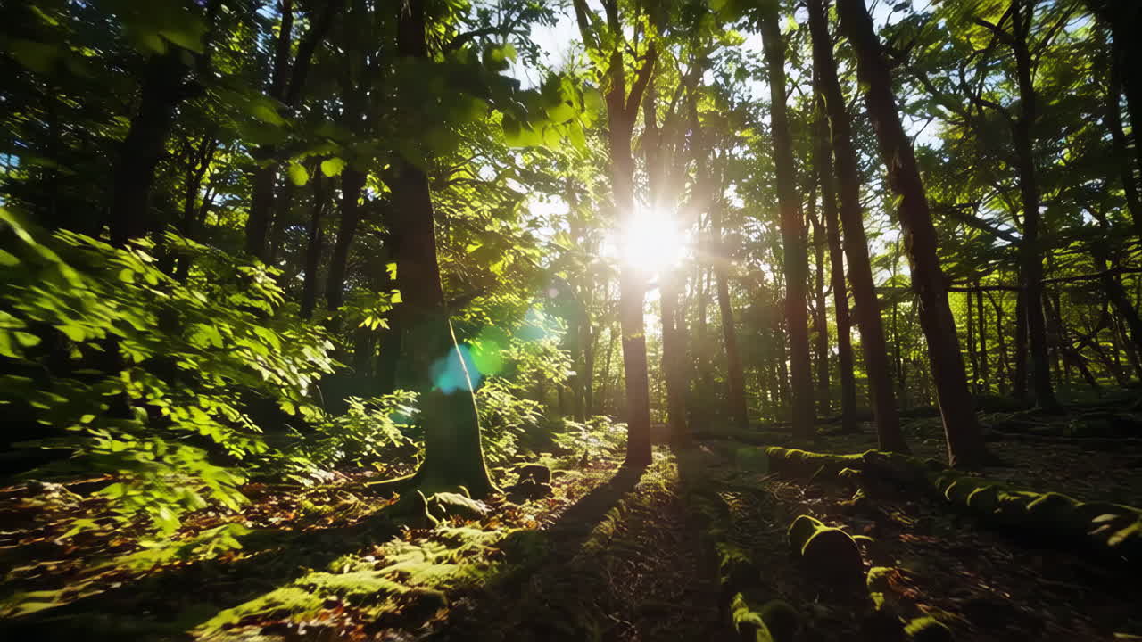 la luz del sol filtrándose a través de un denso bosque