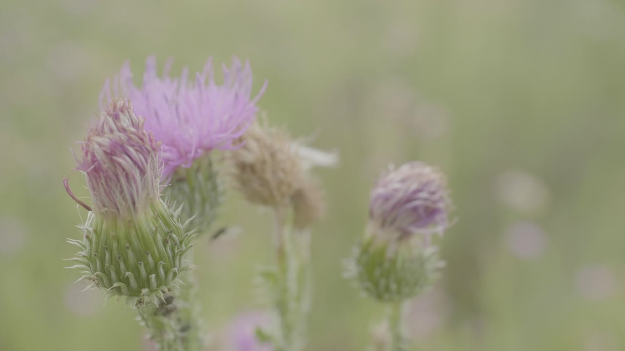 Close-up of Pink Thistle Flowers