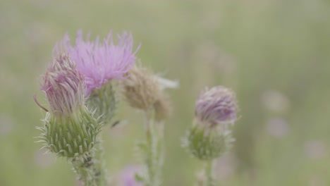 close-up of pink thistle flowers