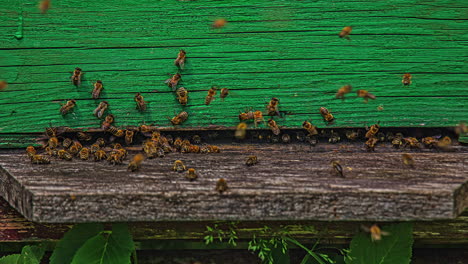 bee swarm in their hive within an apiary