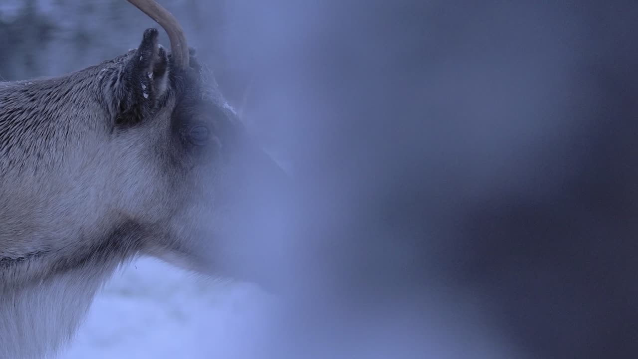 The Gentle Face Of The Reindeer Along With His Antlers And Thick Pelt Found In Lapland Region, Finland. -medium shot
