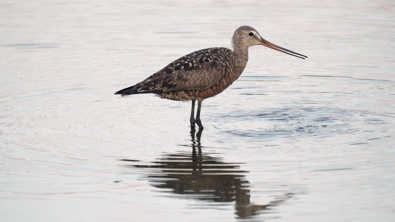 허드소니안 고드위트 (hudsonian godwit) 가 이른 저녁 빛에 호수의 물에서 먹이를 먹고 있다