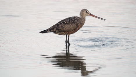 a hudsonian godwit feeding in the water of a lake in the early evening light