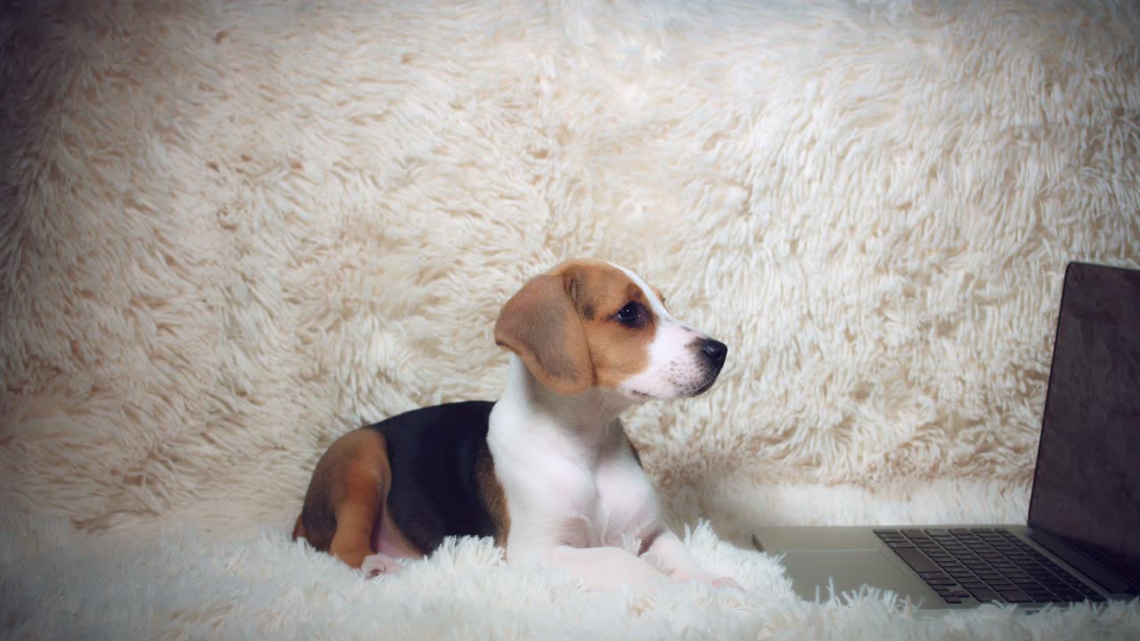 컴퓨터를 보는 비글 강아지의 4k