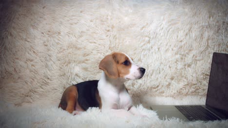 4k de un cachorro beagle mirando la computadora