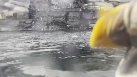 sea diving bird with black and white plumage swims in the water close to the camera