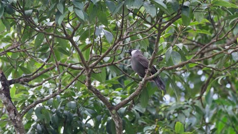 Curiously-looking-up-and-down-and-around,-Black-throated-Laughingthrush,-Pterorhinus-chinensis,-Khao-Yai-National-Park,-Thailand