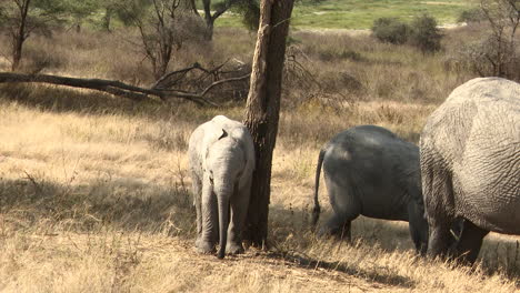 cría de elefante africano rascándose contra el árbol