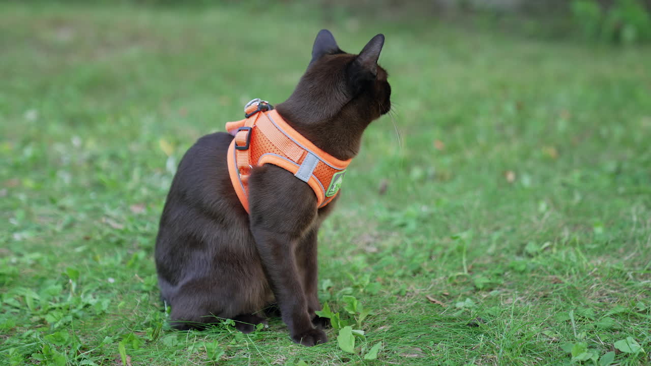 Calm peaceful black cat sitting on the green grass. Domestic feline in orange harness. Close up. Blurred backdrop.