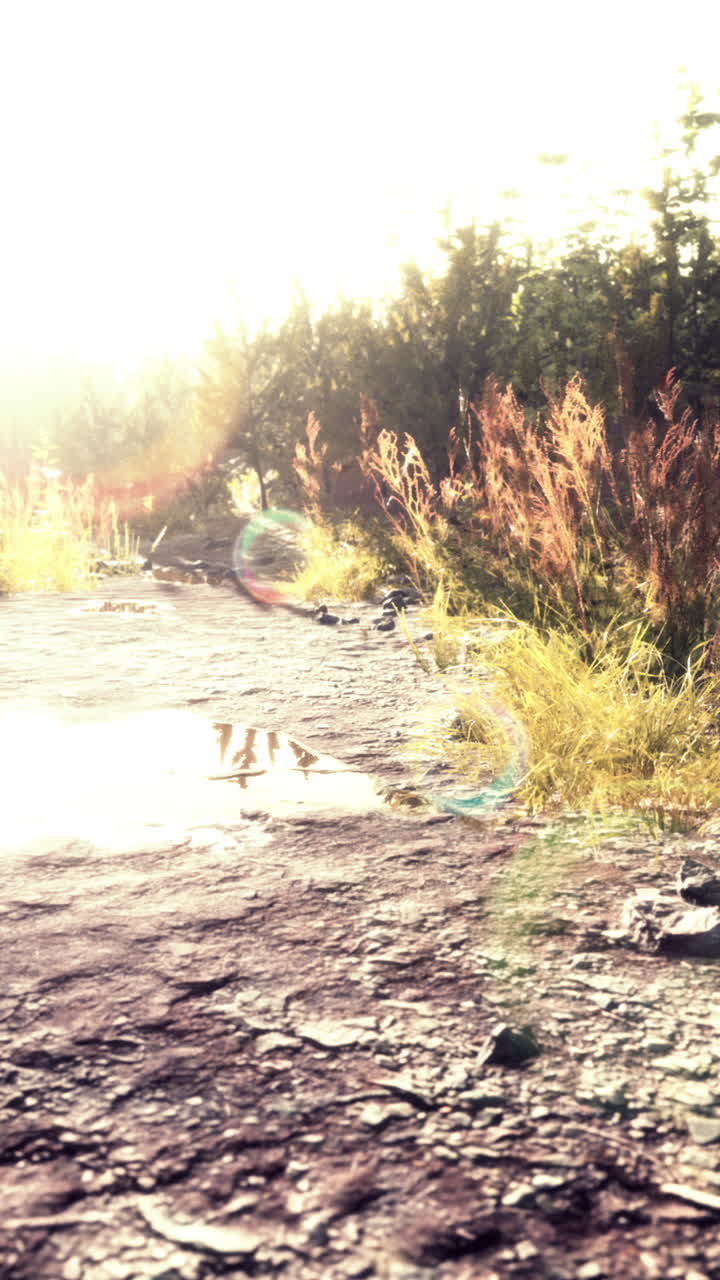 숲을 가로질러 해가 뜨는 길