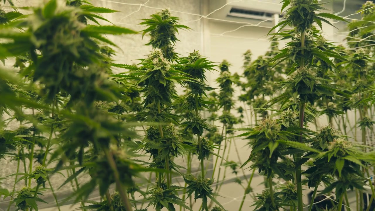Vista dal basso tra piante di cannabis indoor che crescono sotto luci LED intense con rete di supporto e flusso d'aria climatizzato in una moderna struttura di coltivazione.