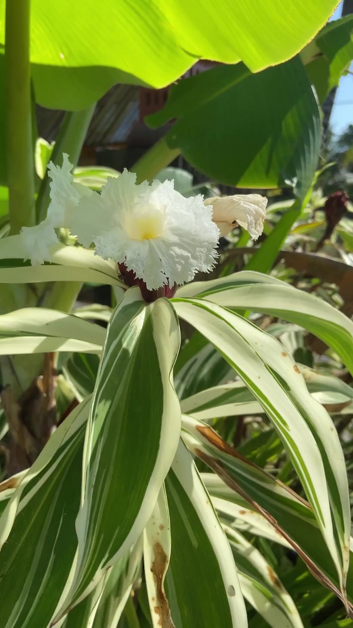 Primo piano di un fiore tropicale bianco con foglie variegate in un giardino soleggiato.