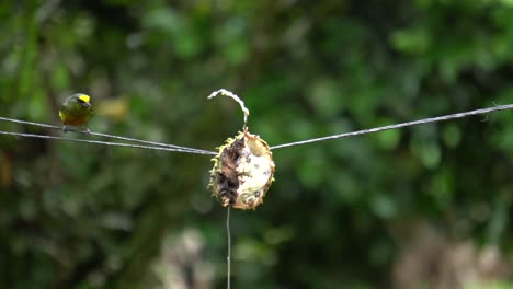 A-cute-yellow-crowned-Euphonia-bird-feeding-on-seeds-from-a-rotting-fruit-while-standing-on-a-rope