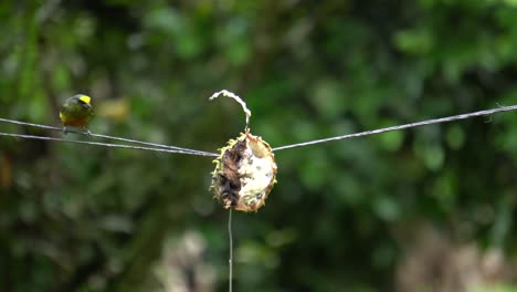 un lindo pájaro de eufonía de corona amarilla que se alimenta de semillas de una fruta podrida mientras está de pie sobre una cuerda