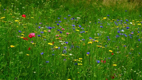 Bright-and-cheerful-meadow-of-wild-flowers-in-Chipping-Campden,-Cotswolds,-England