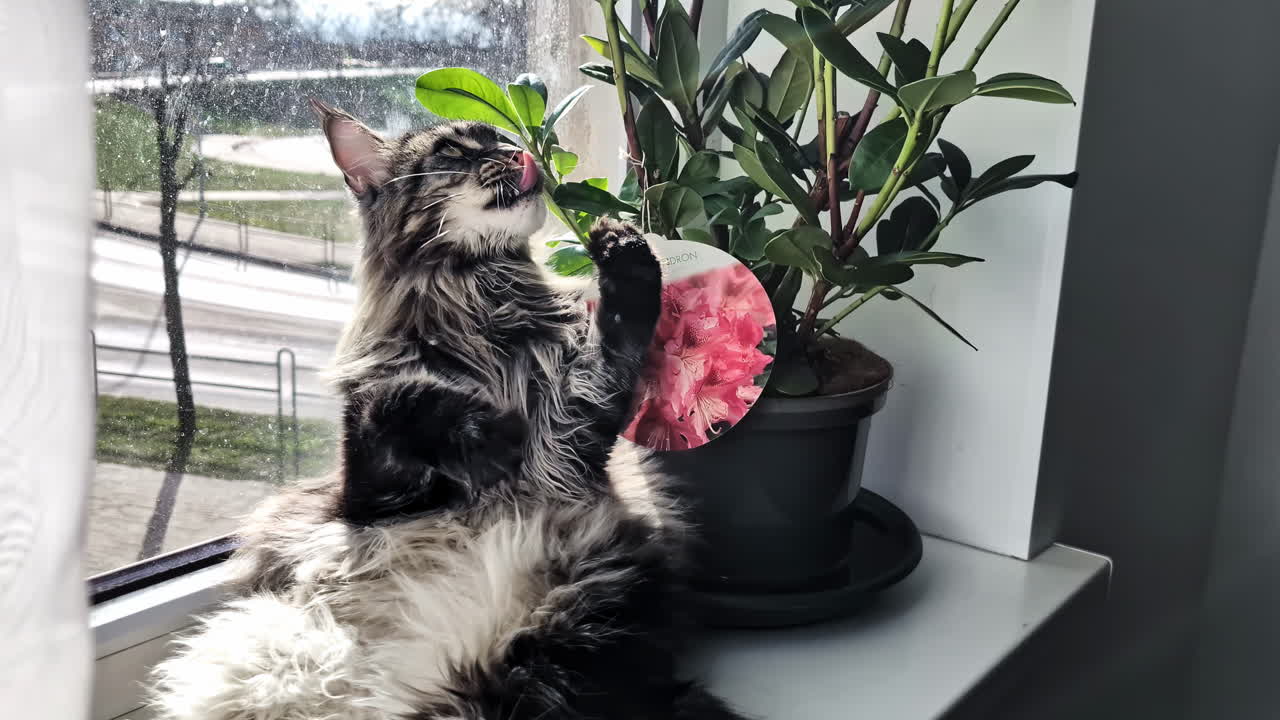 Maine Coon cat plays with rhododendron leaves on a windowsill lit by warm sunlight