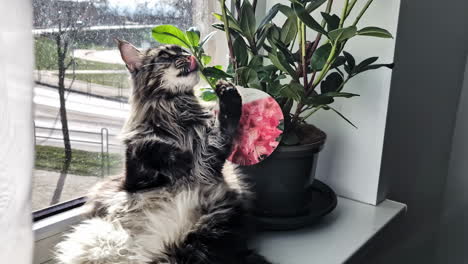 maine coon cat plays with rhododendron leaves on a windowsill lit by warm sunlight
