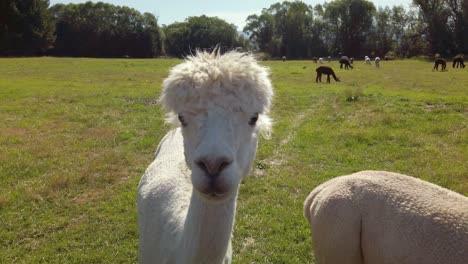 close up of an alpaca waiting to eat on a farm in new zealand