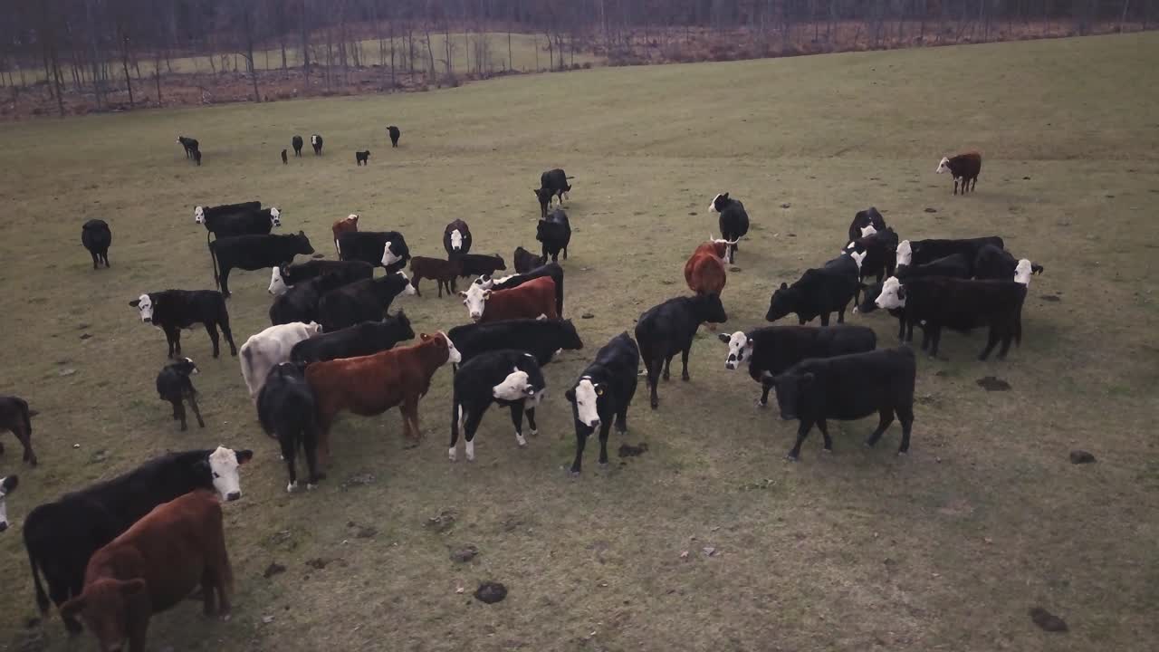 Cattle Herd Grazing in a Field