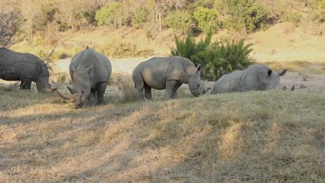 wide-angle-shot-of-a-crash-of-rhinos-grazing-in-the-grasslands