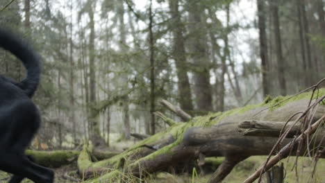 Zeitlupe:-Schwarzer-Hund-Springt-Im-Wald-über-Baum