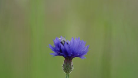 Isolated-bokeh-shot-of-purple-cornflower-with-bumblebee-collecting-nectar