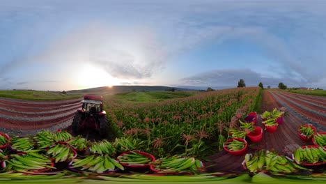 360 vr de agricultor llevando maíz a plataforma detrás del tractor y conduciendo en el campo de maíz mientras sale el sol