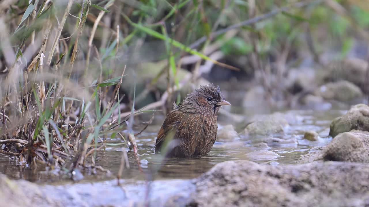 el trucho de risa rayado está tomando un baño de pájaros rápido en un arroyo de agua