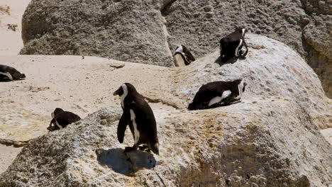 pingüinos jackass en las rocas tomando el sol y soportando fuertes vientos