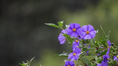 hermosas flores violetas y violetas profundas con hojas de color verde esmeralda y gotas de lluvia durante un día lluvioso